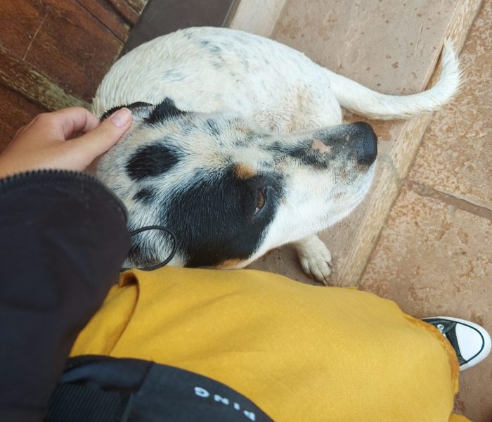 Obrigada por ter sido meu primeiro guia, doguinho