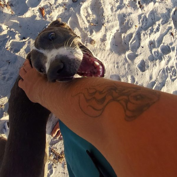 Doguinho que assistiu comigo meu ultimo por do sol na Bahia